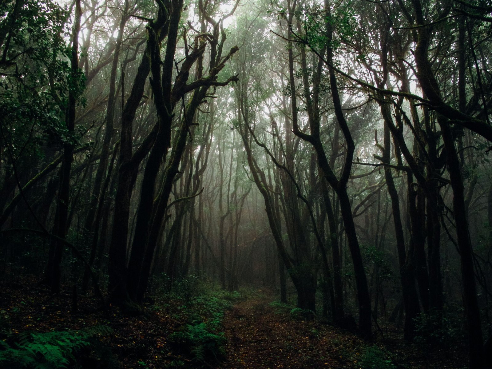 Wide view of a person walking through a sunlit green forest path