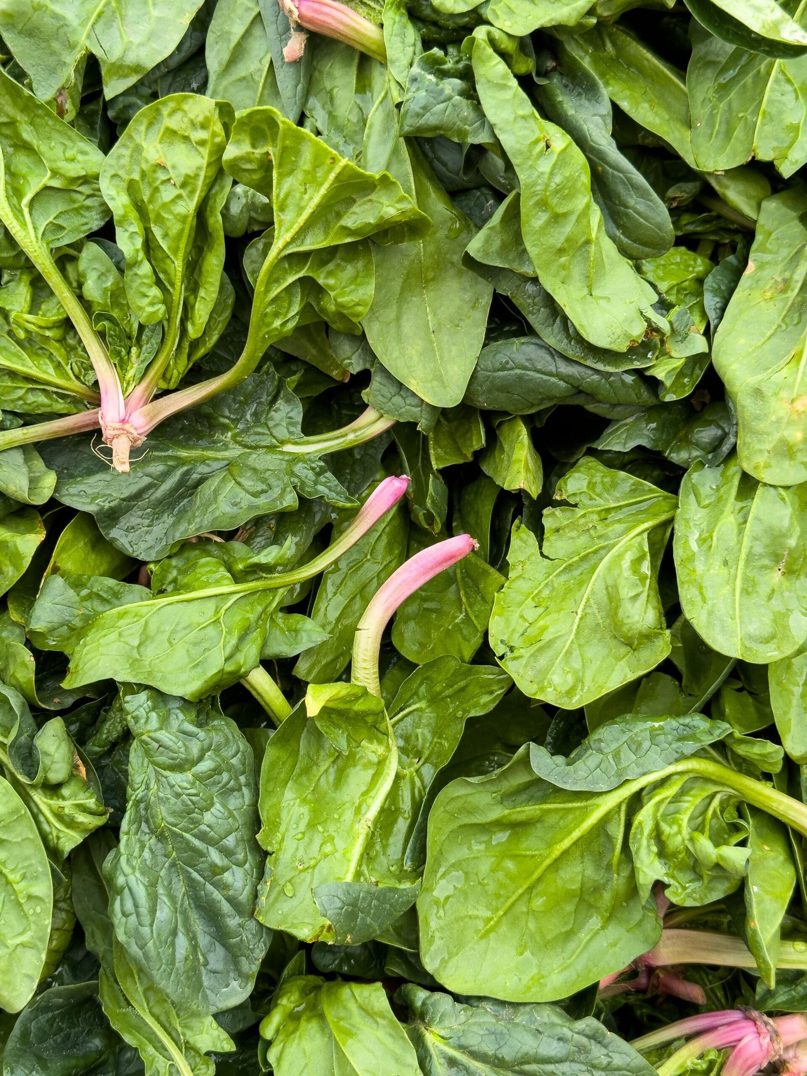 Fresh spinach leaves, a key iron-rich food that helps prevent iron deficiency symptoms